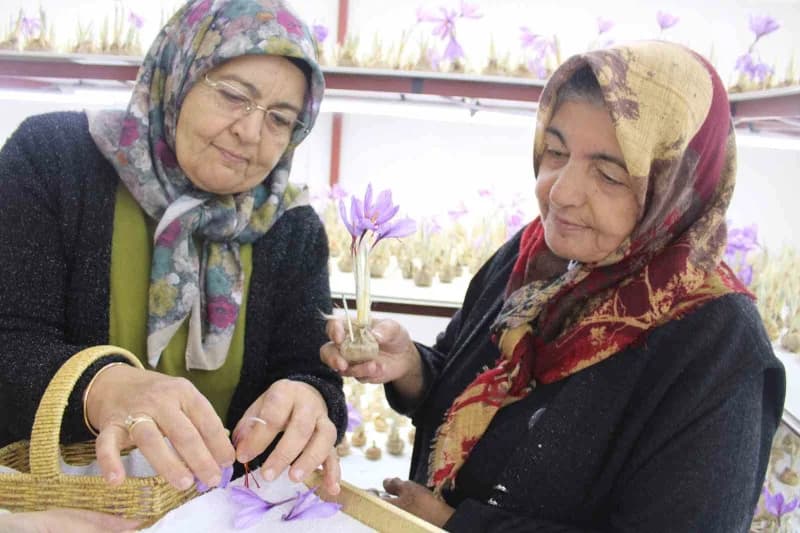Kayseri'de iklim şartları nedeniyle yetiştirilmesi zor olarak değerlendirilen safran, genç girişimci