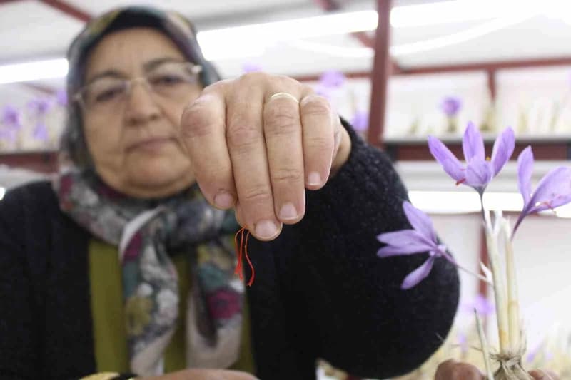 Kayseri'de iklim şartları nedeniyle yetiştirilmesi zor olarak değerlendirilen safran, genç girişimci