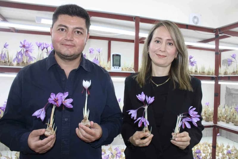 Girişimci Mustafa Demir, ziraat Yüksek Mühendisi Raisa Kalkay ilk hasadı gerçekleştirdi.