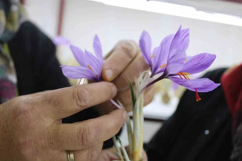 Kayseri'de iklim şartları nedeniyle yetiştirilmesi zor olarak değerlendirilen safran, genç girişimci