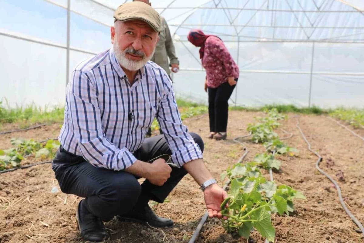 Kayseri Kocasinan Belediyesi şehir merkezi tarım bahçesinde kadın girişimciler ürün hasadı yapıyor