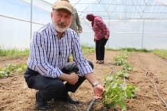 Kayseri Kocasinan Belediyesi şehir merkezi tarım bahçesinde kadın girişimciler ürün hasadı yapıyor