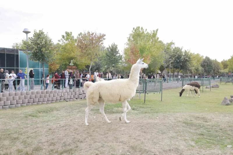 Kayseri Büyükşehir Belediyesi’nin 4 Ekim Dünya Hayvanları Koruma Günü dolayısıyla Anadolu Harikalar Diyarı Hayvanat Bahç