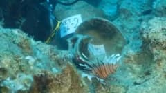 Antalya Kekova Adası yakınlarında bulunan dünyanın en eski batığına ait amforalar ve su altı kazı çalışmaları