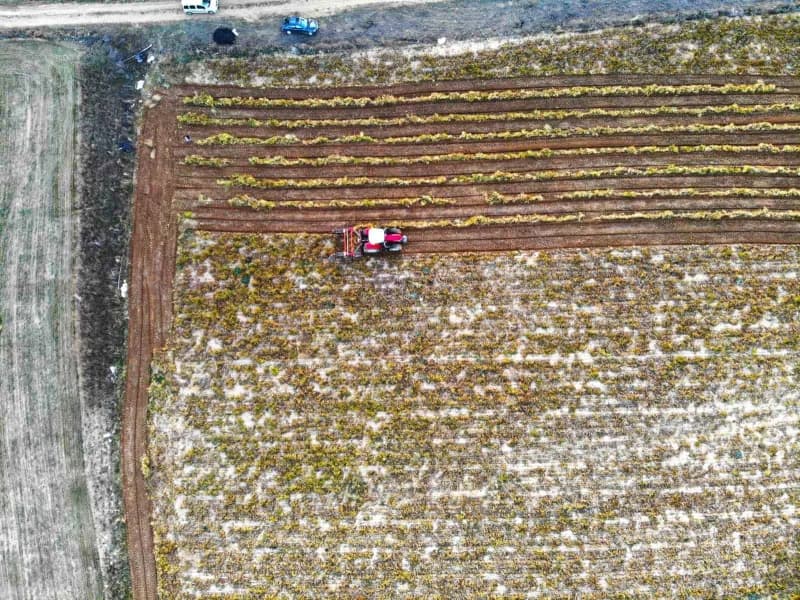 Kelkit ilçesinde Şeker Fasulyesi hasadı sürüyor