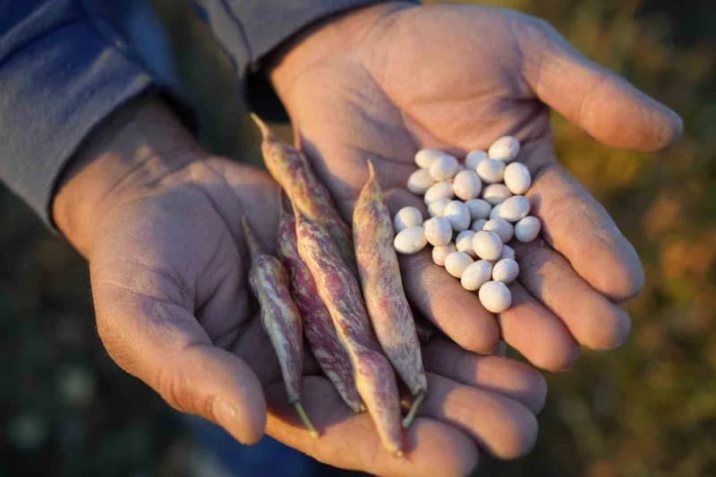 Gümüşhane Kelkit ilçesinde yetişen şeker fasulyesi tarlası ve üretim alanı