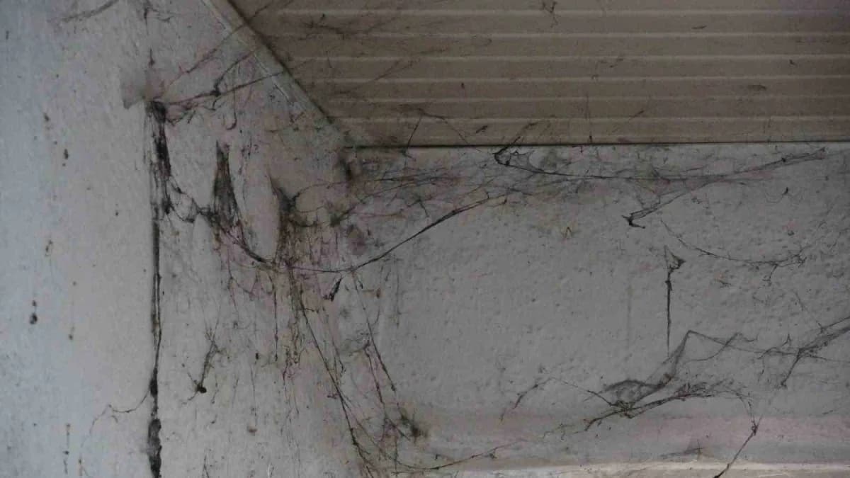 Antalya’nın Kepez ilçesinde 8 yıldır örümcek ağları ve çöplerle dolu evde yaşamını sürdürmeye çalışan yaşlı kadına Kepez