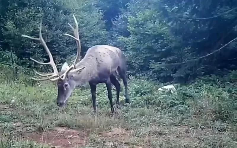 Kocaeli'de yaban hayatını canlandırmak ve Kızıl Geyik popülasyonunu güçlendirmek amacıyla başlatılan