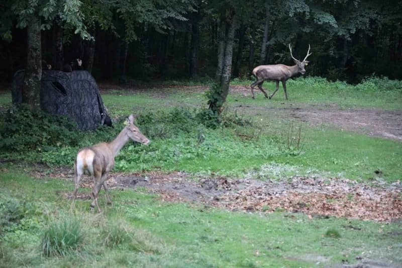 Kocaeli'de yaban hayatını canlandırmak ve Kızıl Geyik popülasyonunu güçlendirmek amacıyla başlatılan