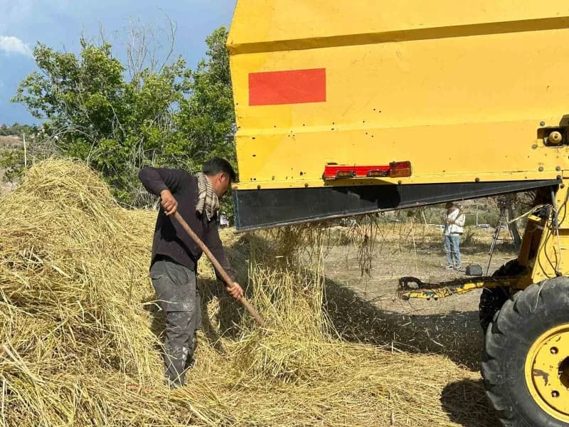Ankara'nın Kızılcahamam ilçesine bağlı Bağlıca Köyü'nde yaklaşık 40 yıl aradan sonra yeniden çeltik hasadı yapıldı.