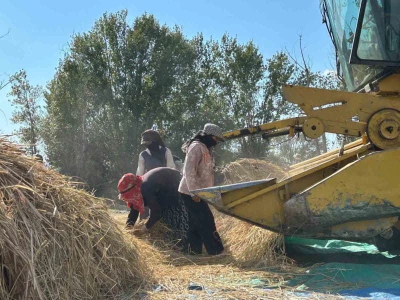 Kızılcahamam Bağlıca Köyü’nde 40 yıl sonra yeniden başlayan çeltik tarlasında hasat yapan çiftçiler