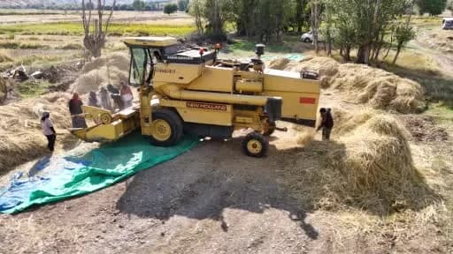 Kızılcahamam Bağlıca Köyü’nde 40 yıl sonra yeniden başlayan çeltik tarlasında hasat yapan çiftçiler