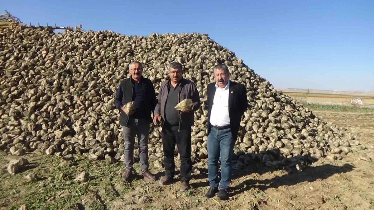 Konya’nın Karapınar ilçesinde şeker pancarı hasadı devam ediyor.