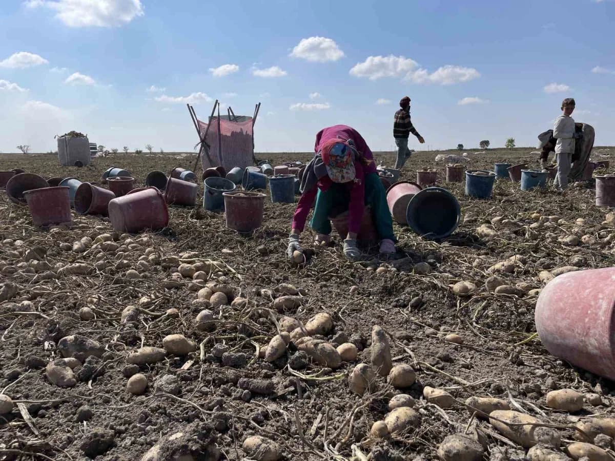 Konya Ovası'nda arpa ve buğdayla başlayan tarımsal üretim, katma değeri yüksek ürün arayışıyla farklı bir boyuta taşındı