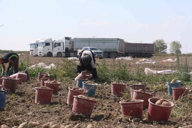 Türkiye'nin patates üretiminin yaklaşık yüzde 10,9'unu karşılayan Konya'da, üreticiler yerli tohum için çalışmalarını sü