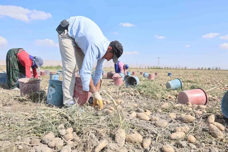 Türkiye'nin patates üretiminin yaklaşık yüzde 10,9'unu karşılayan Konya'da, üreticiler yerli tohum için çalışmalarını sü