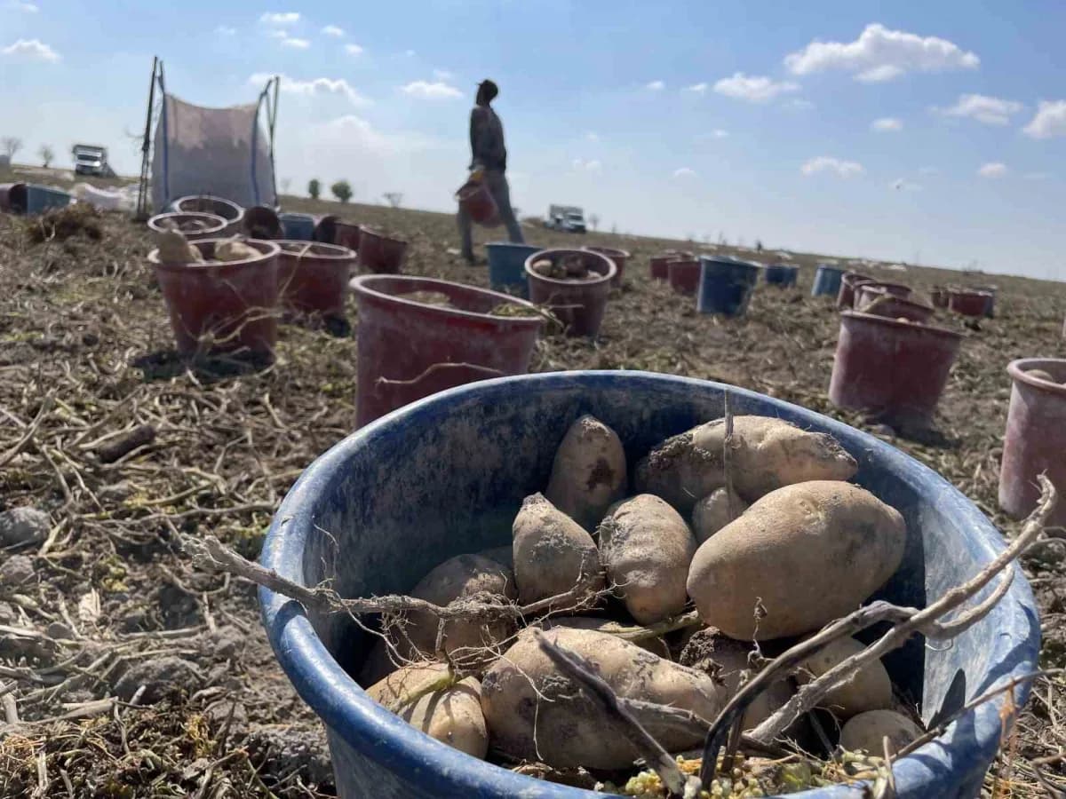 Konya Ovası'nda patates tarlasında çalışan üreticiler ve patates bitkileri