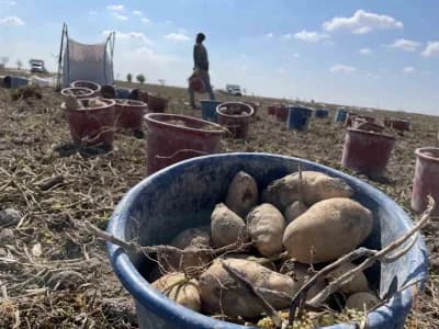 Konya Ovası'nda patates tarlasında çalışan üreticiler ve patates bitkileri