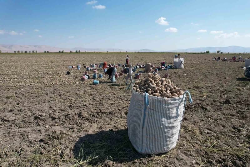 Türkiye'nin patates üretiminin yaklaşık yüzde 10,9'unu karşılayan Konya'da, üreticiler yerli tohum için çalışmalarını sü
