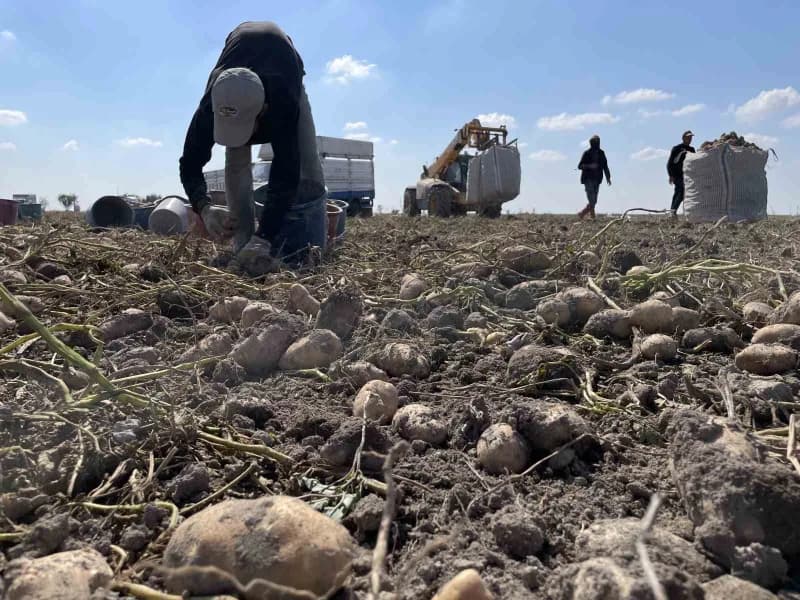 Türkiye'nin patates üretiminin yaklaşık yüzde 10,9'unu karşılayan Konya'da, üreticiler yerli tohum için çalışmalarını sü