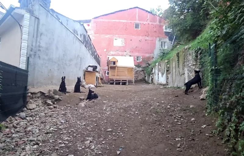 Bursa'nın Yıldırım ilçesinde Mahalle sakinleri, bir köpek çiftliğinden yayıldığını iddia ettikleri kötü koku, çevre kirl