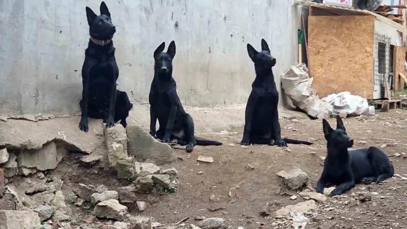 Bursa'nın Yıldırım ilçesinde Mahalle sakinleri, bir köpek çiftliğinden yayıldığını iddia ettikleri kötü koku, çevre kirl