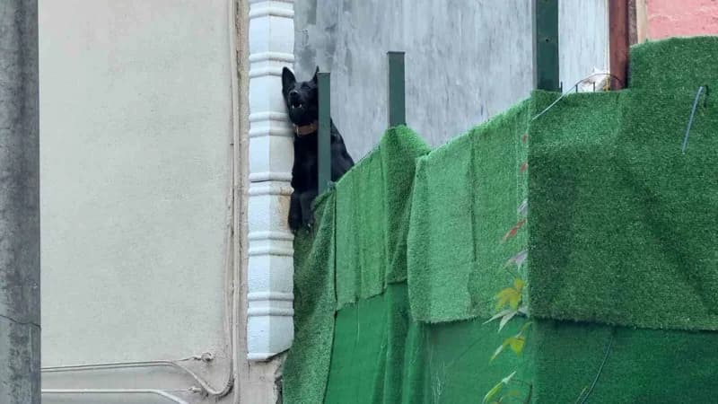 Bursa'nın Yıldırım ilçesinde Mahalle sakinleri, bir köpek çiftliğinden yayıldığını iddia ettikleri kötü koku, çevre kirl