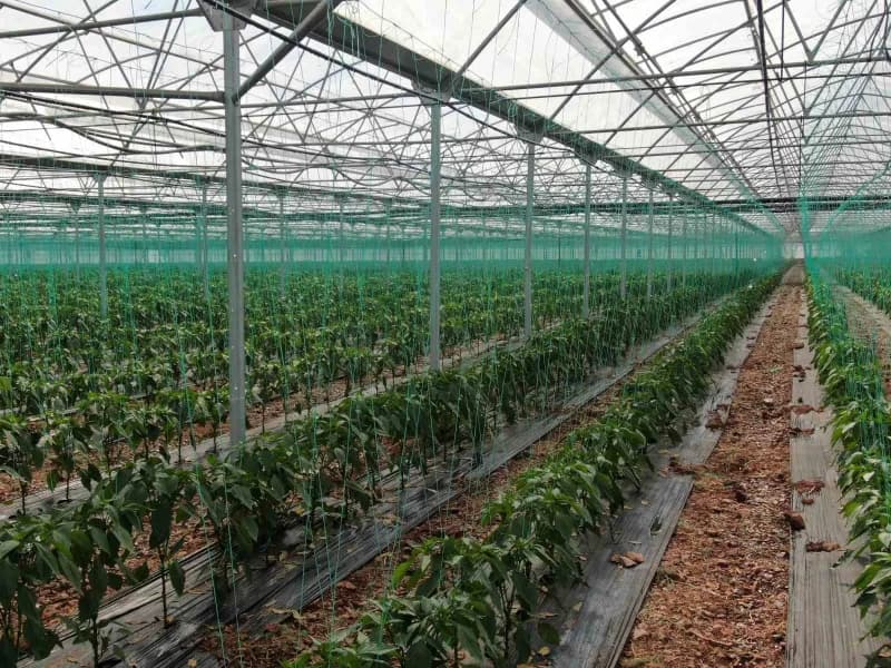 Antalya'nın Kumluca ilçesinde yaklaşık 40 yıldır tarımla uğraşan 60 yaşındaki Adem Dalgıç, babasında