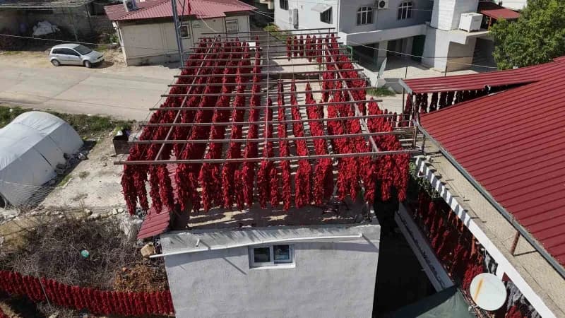 Yenihisar Mahallesi'nde tamamlanan hasatla iplere dizilen kapya biberler evleri kırmızıya bürüdü.