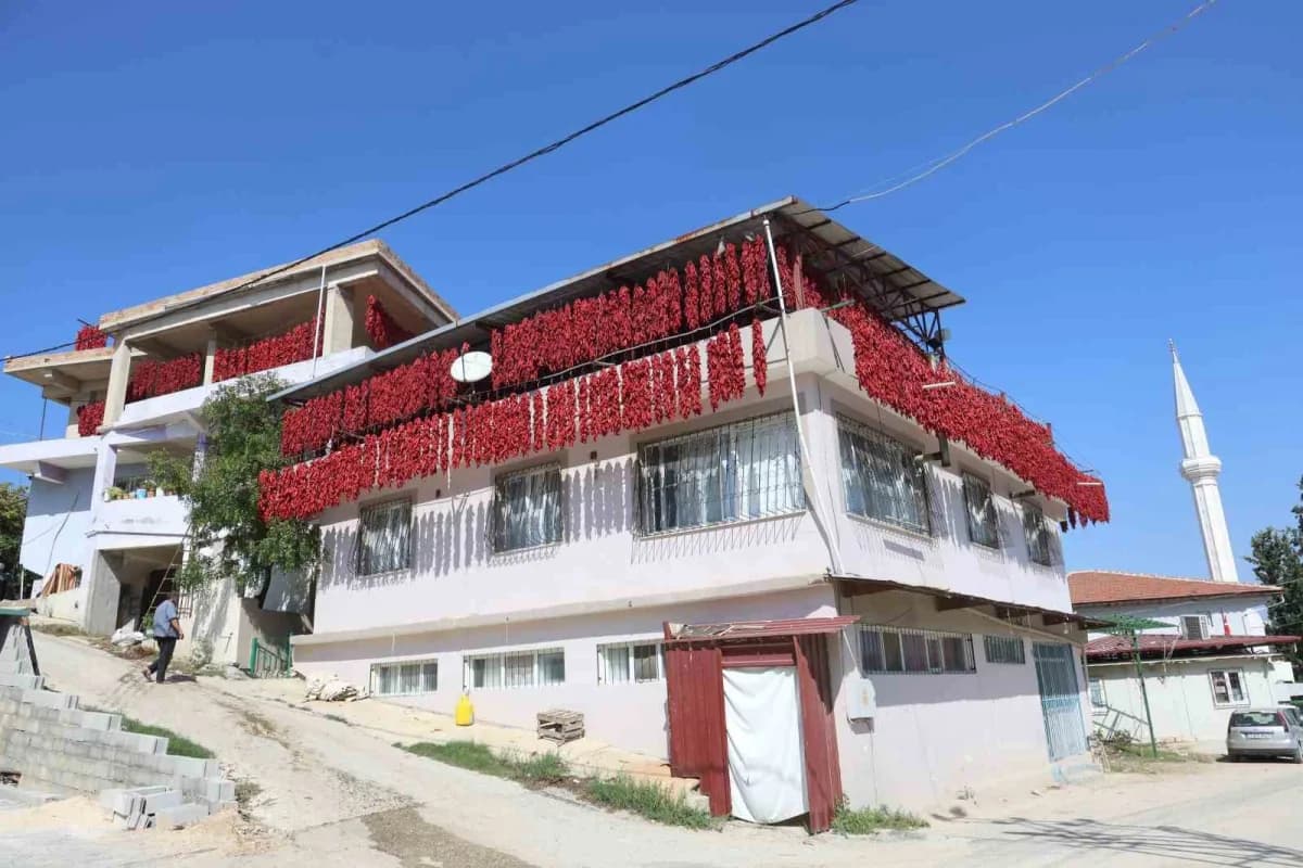 Yenihisar Mahallesi'nde tamamlanan hasatla iplere dizilen kapya biberler evleri kırmızıya bürüdü.