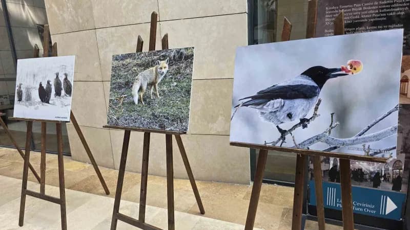 Kütahya'nın Yaban hayatı fotoğraflarla gözler önüne seriliyor