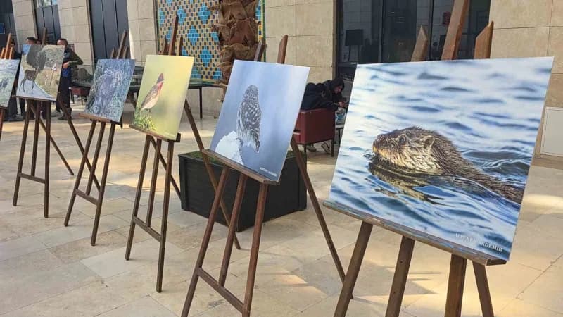 Kütahya'nın Yaban hayatı fotoğraflarla gözler önüne seriliyor