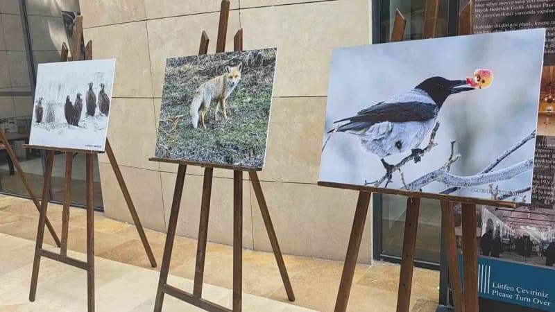 Kütahya'nın Yaban hayatı fotoğraflarla gözler önüne seriliyor