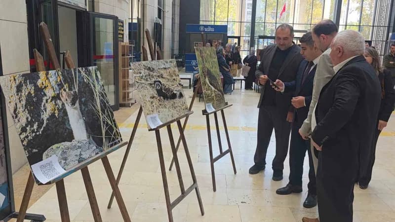 Kütahya'nın Yaban hayatı fotoğraflarla gözler önüne seriliyor