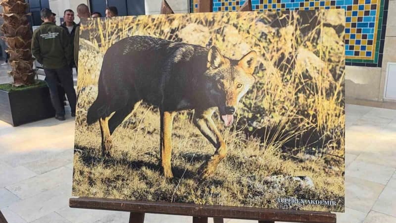 Kütahya'nın Yaban hayatı fotoğraflarla gözler önüne seriliyor