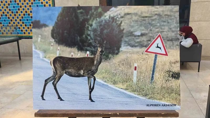 Kütahya'nın Yaban hayatı fotoğraflarla gözler önüne seriliyor