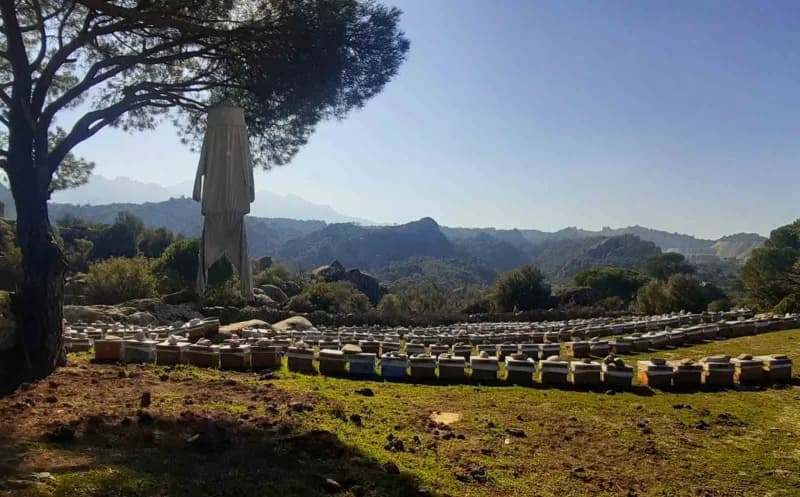 EKODOSD Başkanı Bahattin Sürücü, Latmos Dağları’nda doğal olarak yetişen pürenlerin arıcılık, hayvan