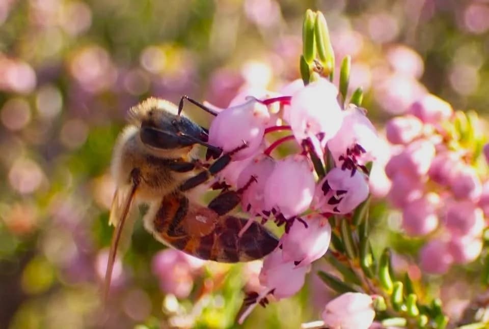 Latmos Dağları’nda pembe ve mor çiçekleriyle püren bitkileri doğal peyzajda yer alıyor