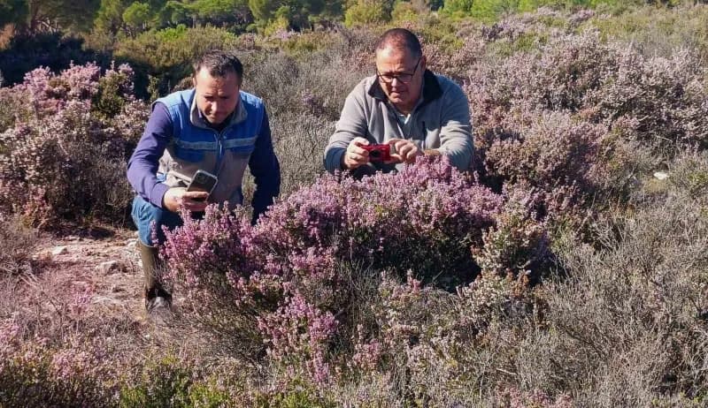 EKODOSD Başkanı Bahattin Sürücü, Latmos Dağları’nda doğal olarak yetişen pürenlerin arıcılık, hayvan