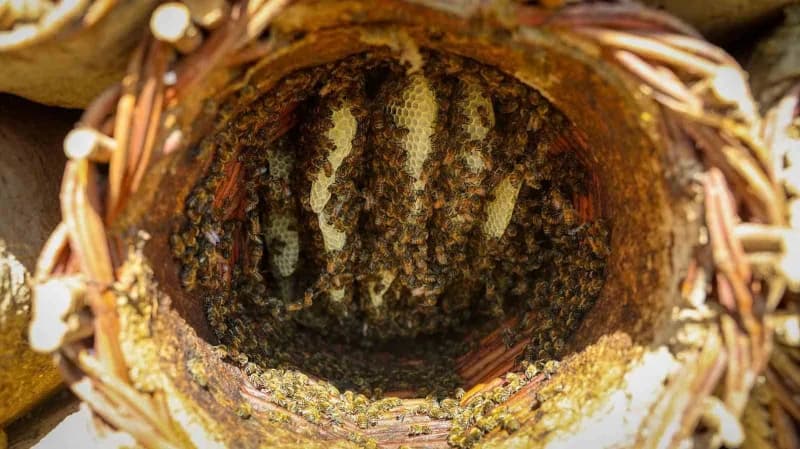 Malatya’da 60 yıllık gelenek toprak kovanlarda yaşatılıyor