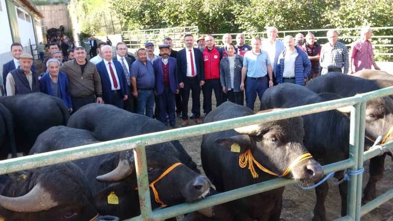 Giresun’da Manda yetiştiriciliğinde verimliliği artırmak amacıyla 25 yetiştiriciye Damızlık Manda Bo