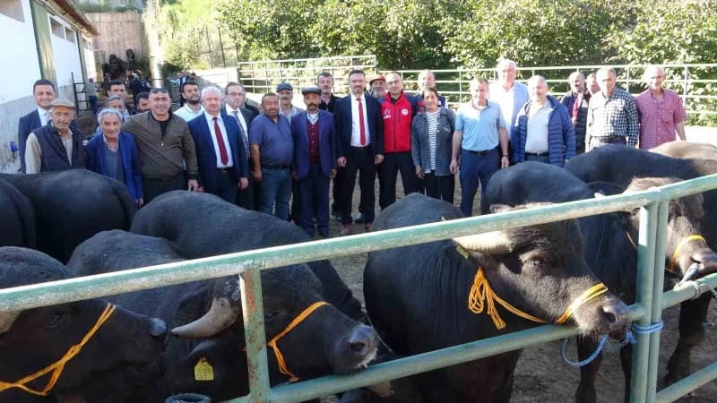 Giresun’da Manda yetiştiriciliğinde verimliliği artırmak amacıyla 25 yetiştiriciye Damızlık Manda Bo