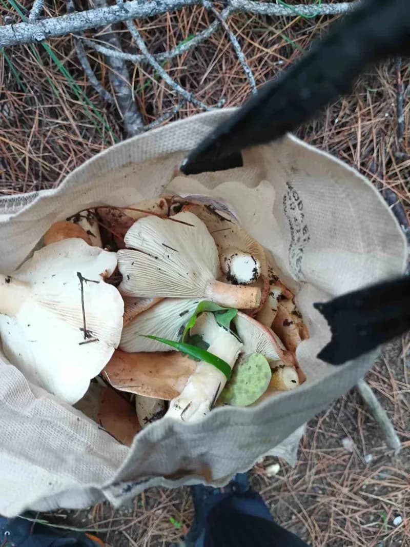 Sonbahar mevsimiyle birlikte doğada mantar popülasyonunun arttığına dikkat çeken Bursa İl Sağlık Müd