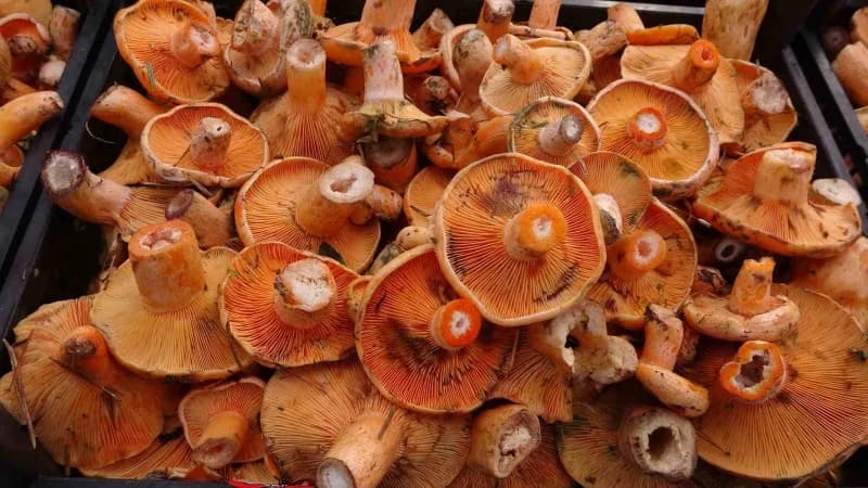 Kastamonu’da ormanlık alanda toplanan kanlıca mantarları ve semt pazarında satışı