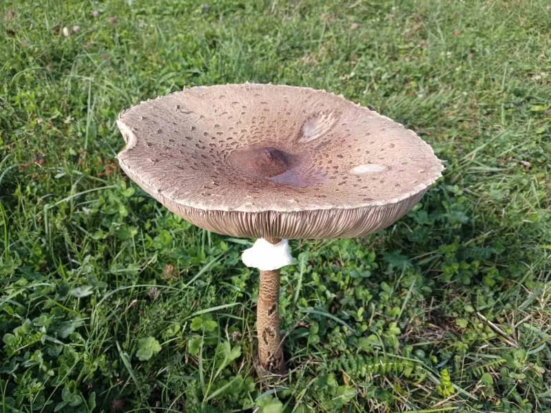 Pekşen, bazı doğa mantarlarının çok az miktarda tüketilse bile karaciğer ve böbrek yetmezliği gibi ciddi sonuçlara, hatt