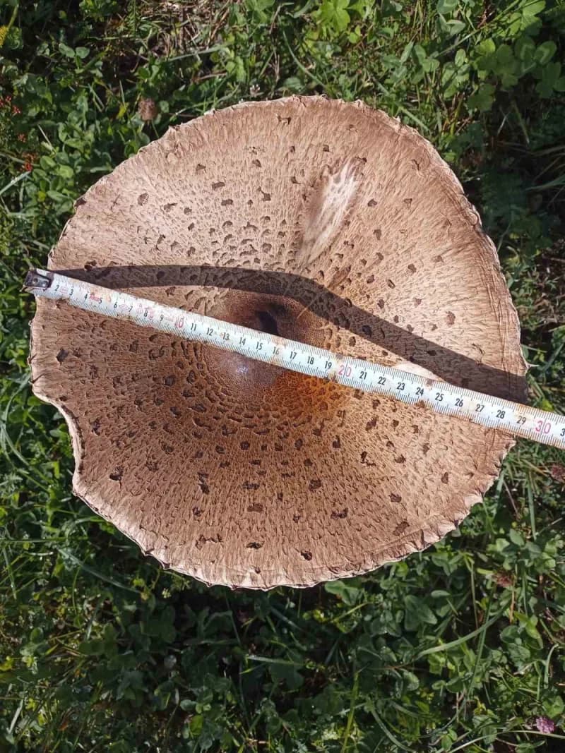 Pekşen, bazı doğa mantarlarının çok az miktarda tüketilse bile karaciğer ve böbrek yetmezliği gibi ciddi sonuçlara, hatt