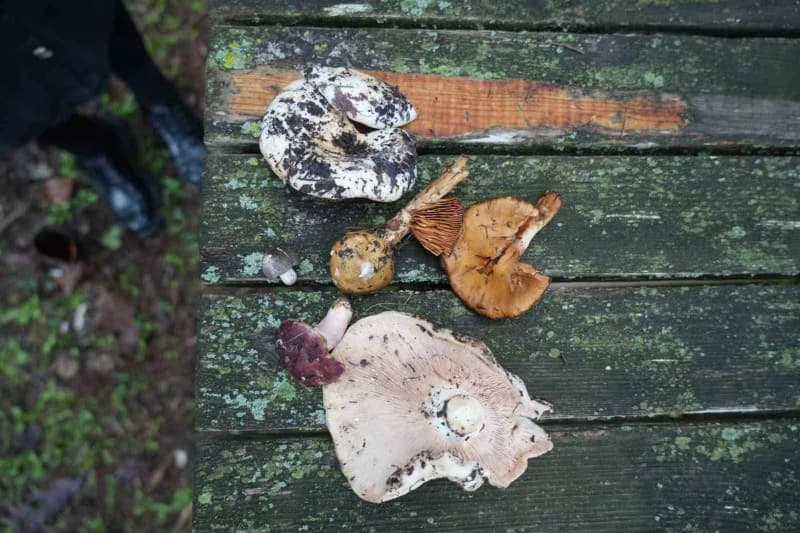 Pekşen, yağışlı ve sıcak havaların etkisiyle doğada mantarların bol miktarda görülmeye başladığını belirterek, mantarı t