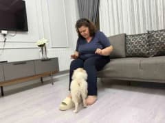 Mardin’de bir aile, Aydın’dan aldıkları köpeğin vaat edilenden farklı olduğunu belirtiyor