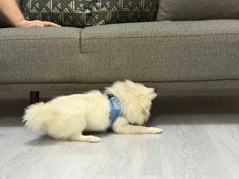 Aydın'dan alınan köpek