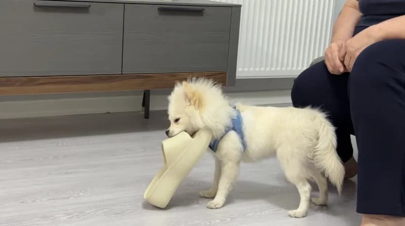 Aydın'dan alınan köpek